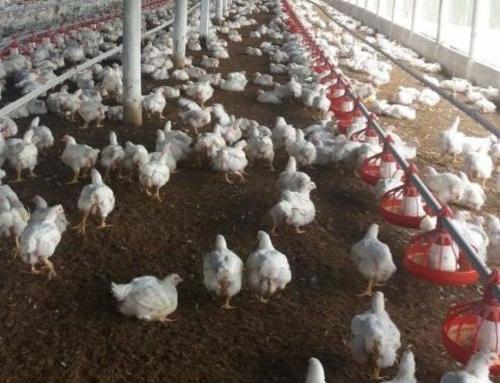 A modo ilustrativo, una imagen de una granja de pollos. (Twitter)