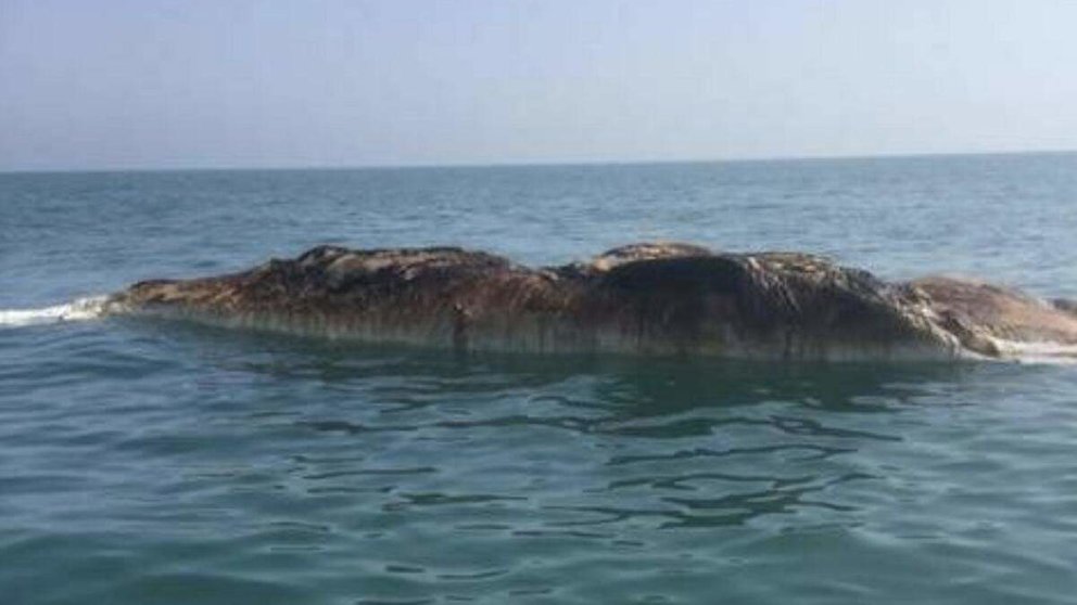 Una imagen de Twitter de la ballena muerta en aguas de RAK.