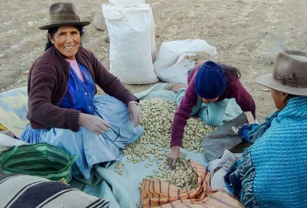 Haba boliviana. (Cancillería de Bolivia)