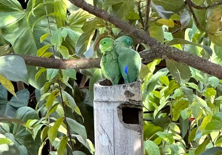 Pájaros en Huila