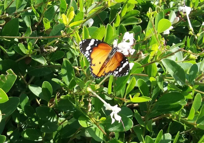 Una mariposa en Emiratos Árabes. (EL CORREO)