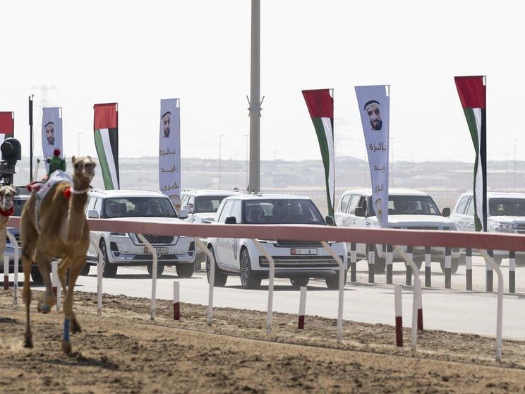 Un momento de la carrera de camellos en el emirato de Abu Dhabi. (WAM)