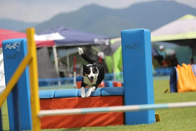 border-collie-7985291_1280