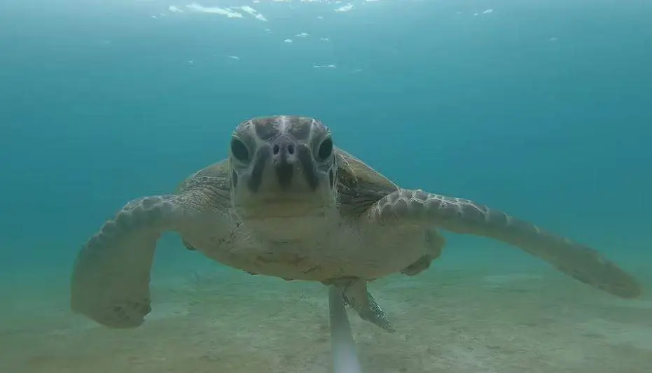 Una tortuga en la laguna de  UAQ. (Daniel Mateos-Molina y Emirates Nature - WWF)