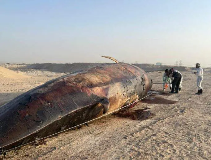 Una de las ballenas muertas en la costa emiratí. (Twitter)