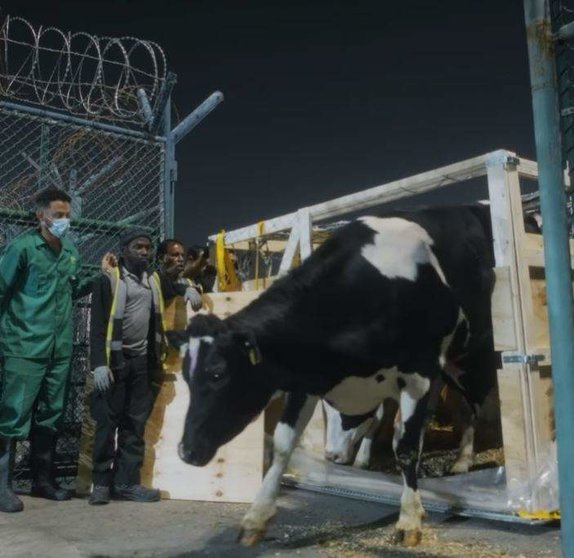 Una captura de pantalla de las vacas a su llegada al aeropuerto de Sharjah.  (Sharjah Media)