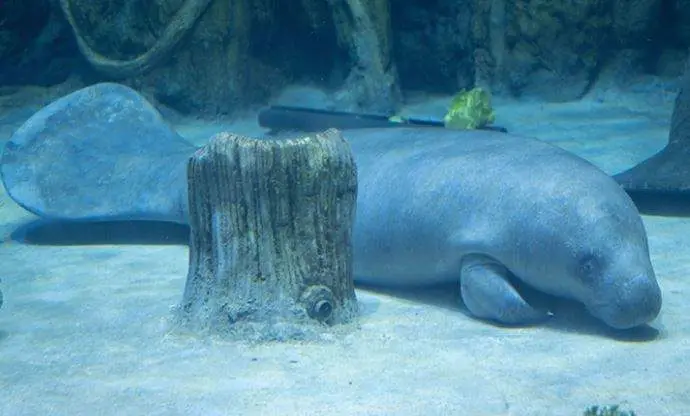 El Acuario Nacional de Abu Dhabi dio la bienvenida a dos manatíes africanos. (WAM)