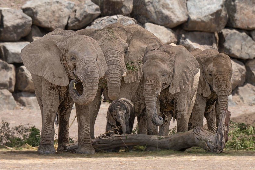 La colonia de elefantes en Sharjah Safari. (WAM)