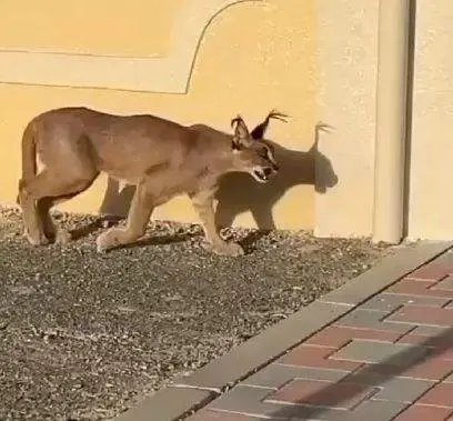 El felino suelto por las calles de Fujairah. (Instagram)