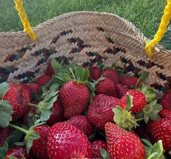Las fresas recolectadas en el desierto de Dubai. (@hatta.strawberry)