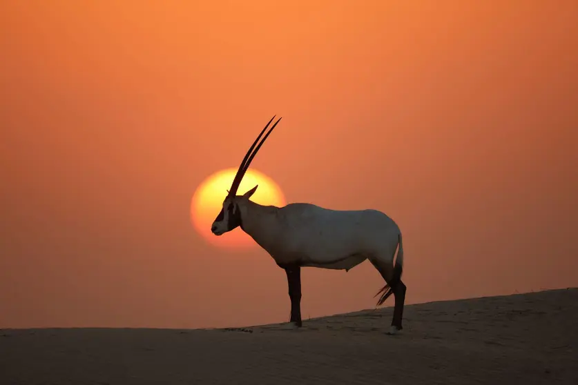 Un ejemplar de órix en el desierto de EAU. (WAM)