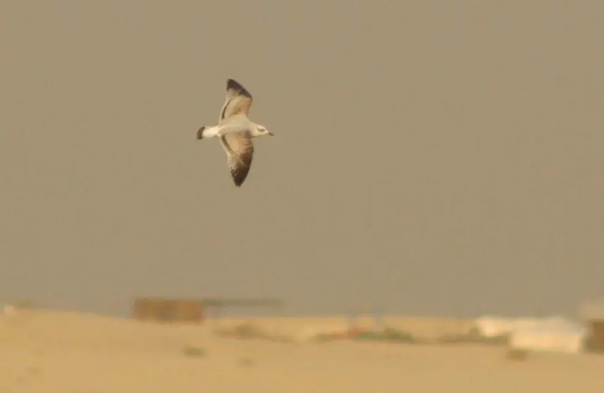 Una gaviota en Dubai. (Bird Alert)