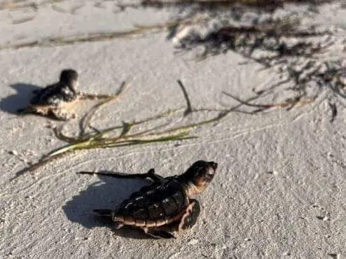 Tortugas carey en la playa de Abu Dhabi. (WAM)
