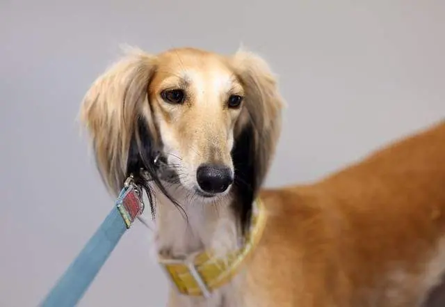 Un ejemplar de Saluki árabe. (WAM)