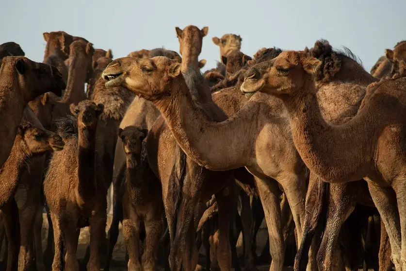 Camellos. (Imagen Suministrada)