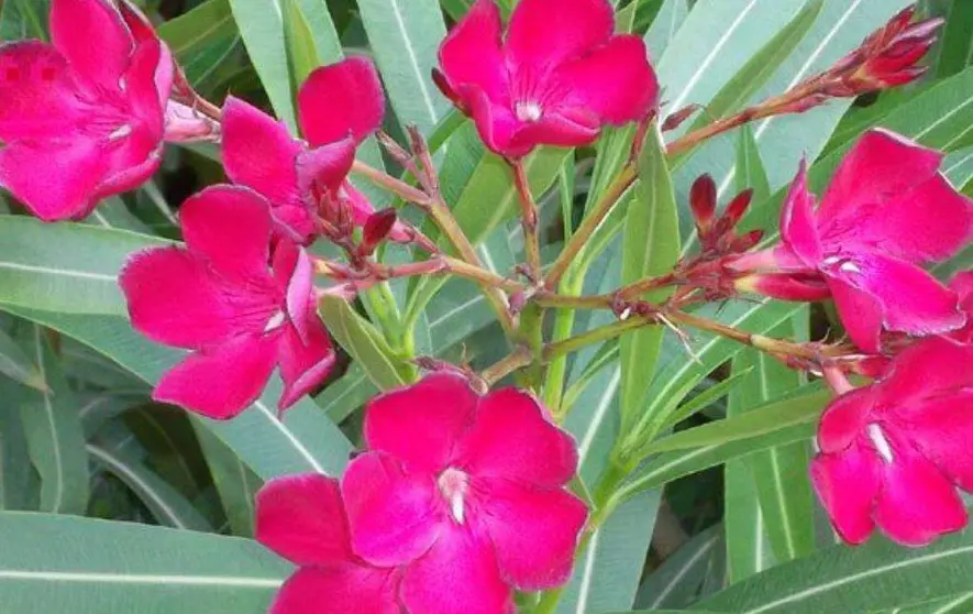 La planta adelfa tiene flores todo el año. (X)
