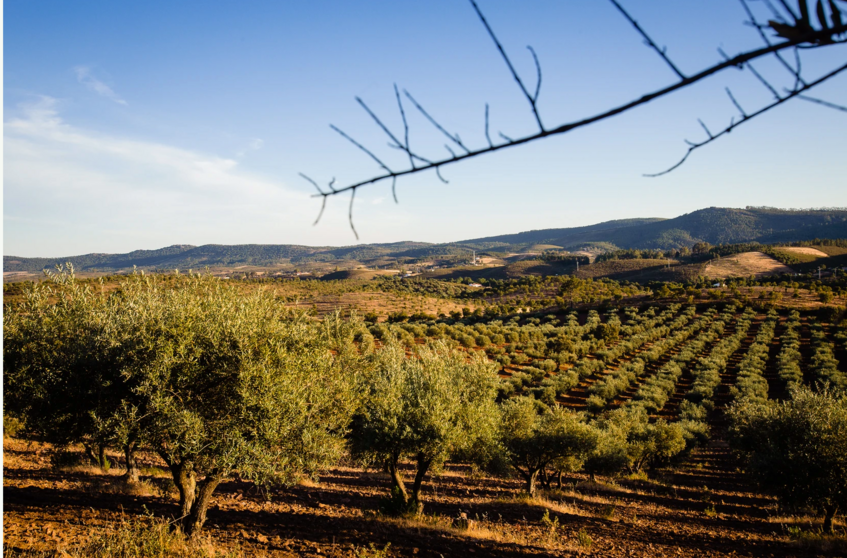 Olivares Finca Valdelaseras 