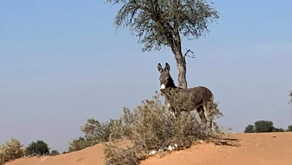 Un burro en Emiratos Árabes. (EL CORREO)