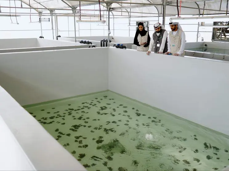 Piscifactoría de ostras en agua dulce de Abu Dhabi. (WAM)