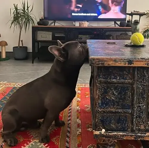 Una imagen de Instagram del perro.