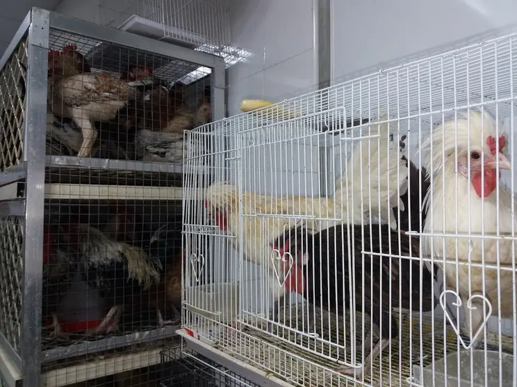 Aves en Emiratos Árabes. (EL CORREO)