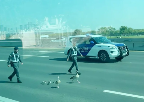 Una captura de pantalla del vídeo difundido de los patos en la carretera de Abu Dhabi.