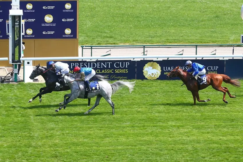Caballos compiten en la Copa del Presidente de EAU. (WAM)
