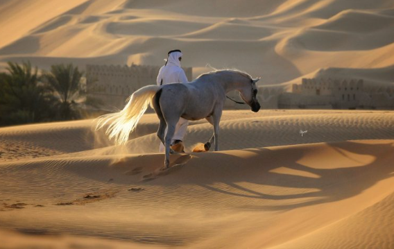 Caballo árabe. (WAM)