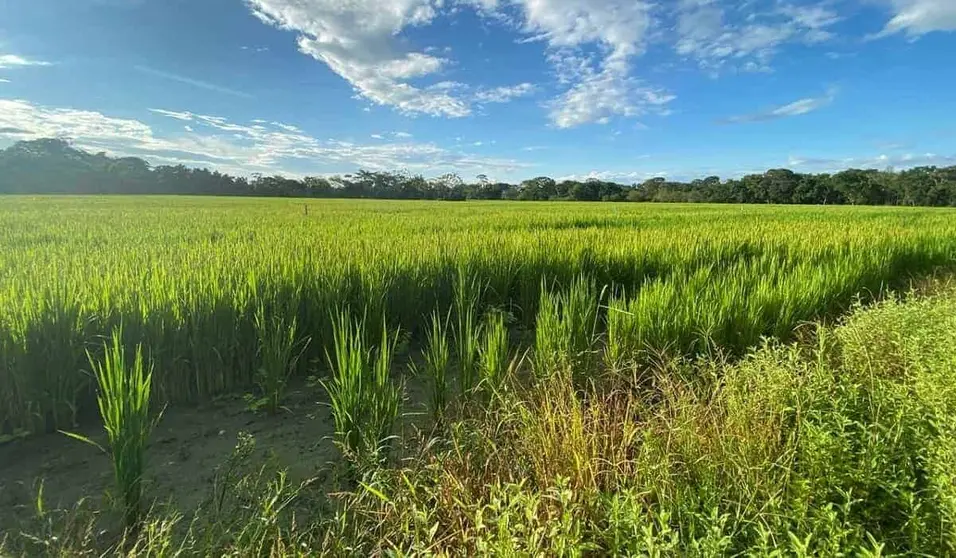 Arrozal de los Llanos Orientales en Colombia. (Fuente externa)