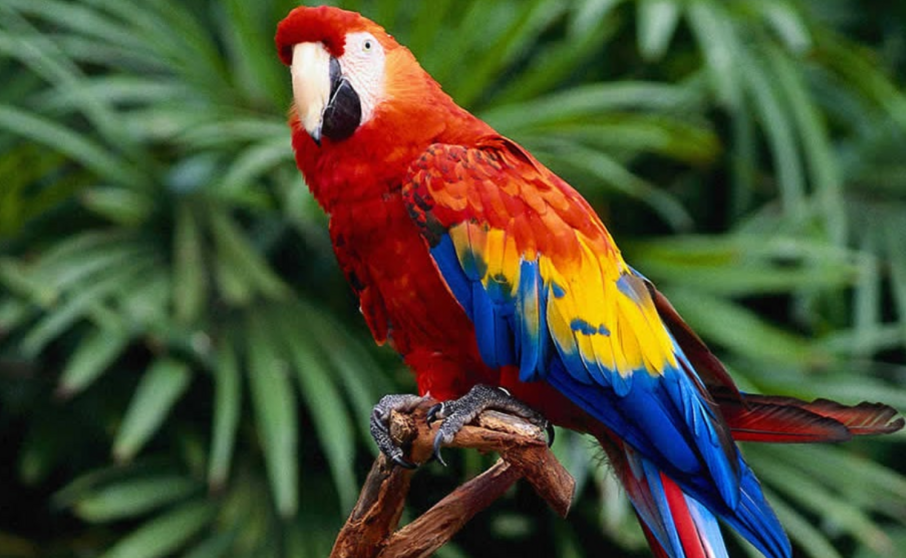 Un guacamayo en una imagen de X.