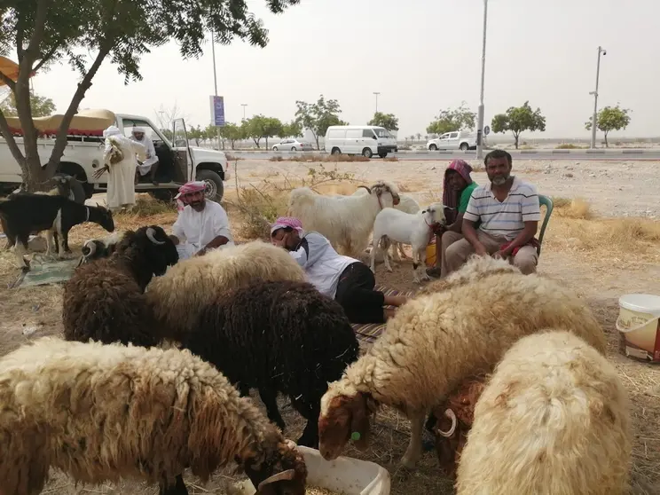 Mercado de cabras en RAK para la fiesta del Sacrificio. (EL CORREO)