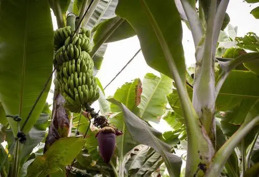 El plátano canario. (X)