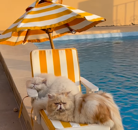 Los gatos descansan al borde de la piscina. (Instagram)