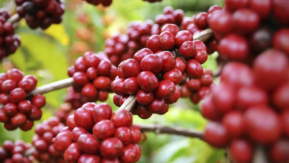 El café Geisha panameño reafirma la calidad de su producción y su reconocimiento internacional. (cafegeisha.es)