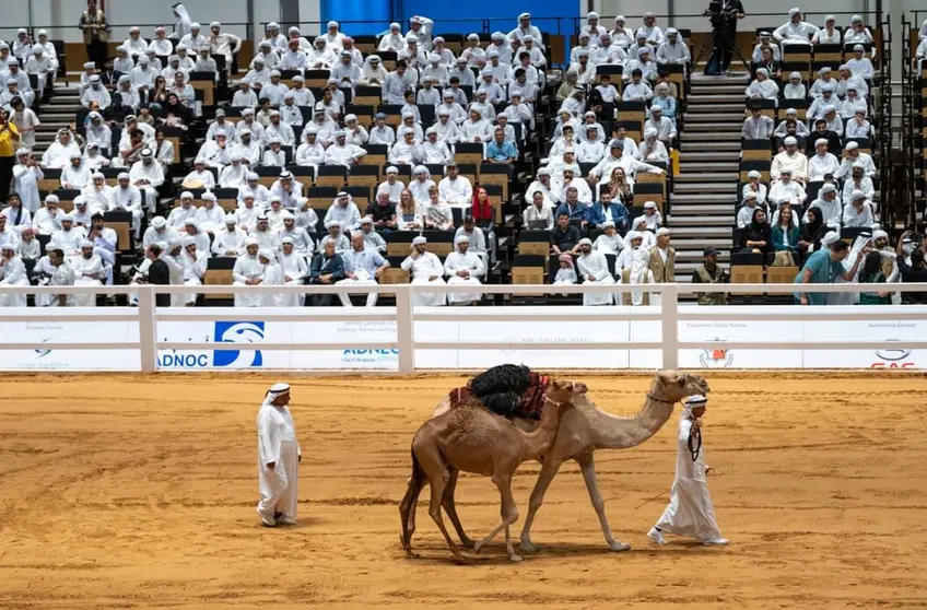 La cría de camello durante la subasta. (WAM)