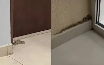 Una serpiente en una vivienda de Dubai. (Fuente externa)