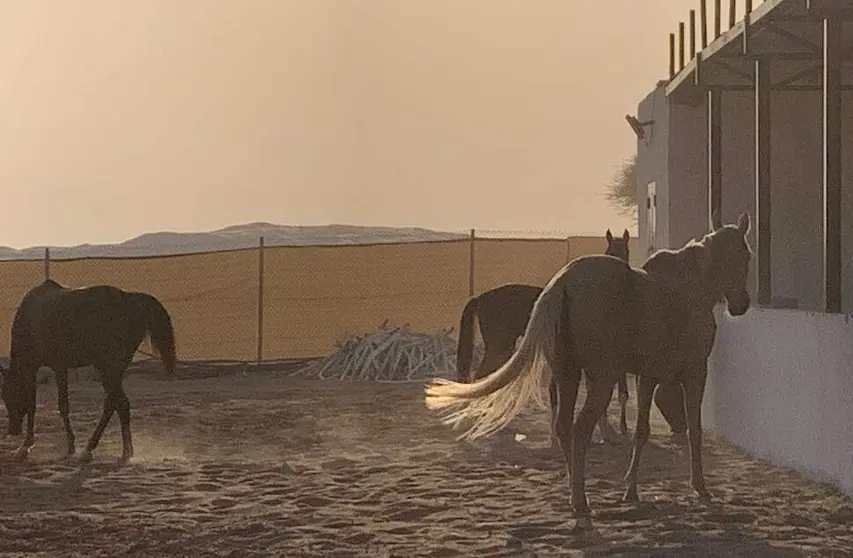 Una imagen de una granja en Emiratos. (EL CORREO)