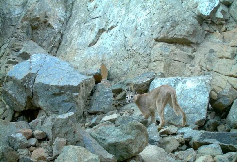 El lince árabe en las montañas del emirato de Fujairah. (WAM)