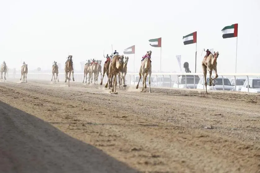 Carreras de camellos en Abu Dhabi. (WAM)