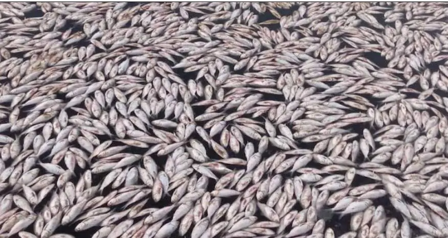 Imagen de peces muertos publicada en el perfil de Instagram de la agencia.