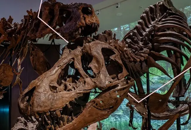 F&oacute;siles en el Museo Nacional de Abu Dhabi. (X)