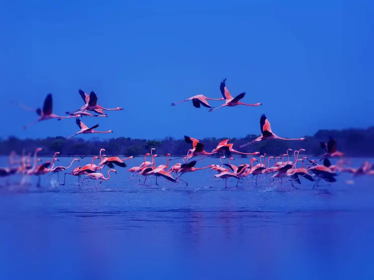 Flamencos en los manglares de Ajman. (WAM)