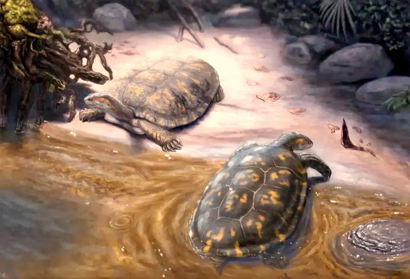 La tortuga ha sido presentada a la sociedad planetaria con el nombre de Shakyremys colombiana en la publicaci&oacute;n 'Papers in Palaeontology'. (Fuente externa)