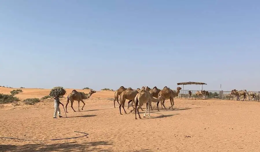 Una imagen del desierto de EAU en verano. (EL CORREO)