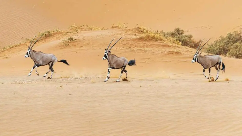 Imagen del desierto de Abu Dhabi, (WAM)