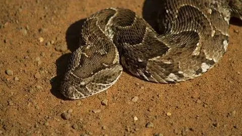 La serpiente africana Puff Adder fue encontrada en la carga aérea de un avión que aterrizó en un aeropuerto de Dubai.