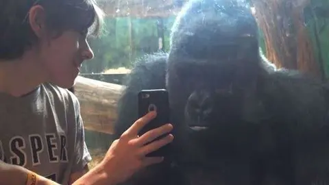 El gorila se queda como hipnotizado mirando el teléfono móvil.