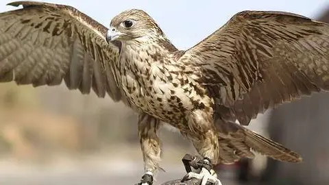 El halcón sacre es un ave rapaz que habita en Europa, Asia y África.