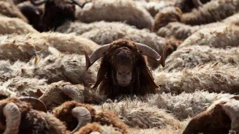 Una imagen de las ovejas antes del sacrificio durante el Eid Al Adha. (Fuente externa)