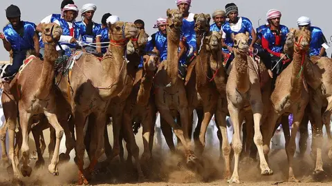 Imagen de una carrera de camellos en Emiratos.